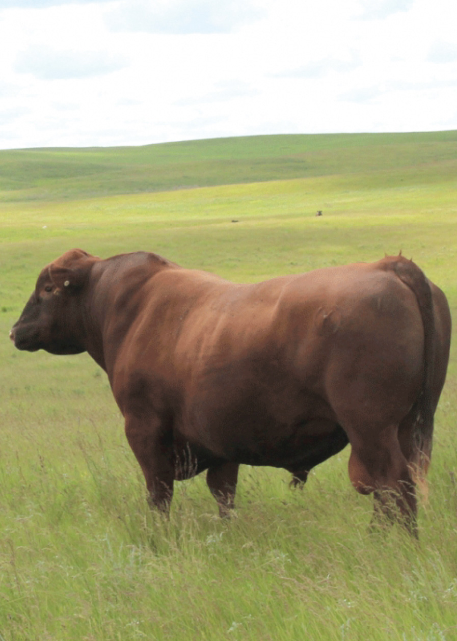 V8U-Ranch-Red-Angus-Herdsires-Photo-Home